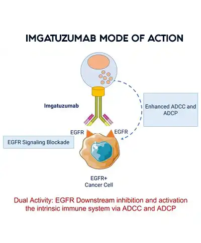 Imgatuzumab illustration