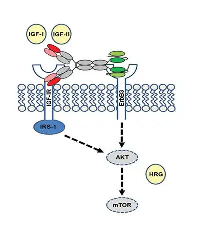 Istiratumab illustration
